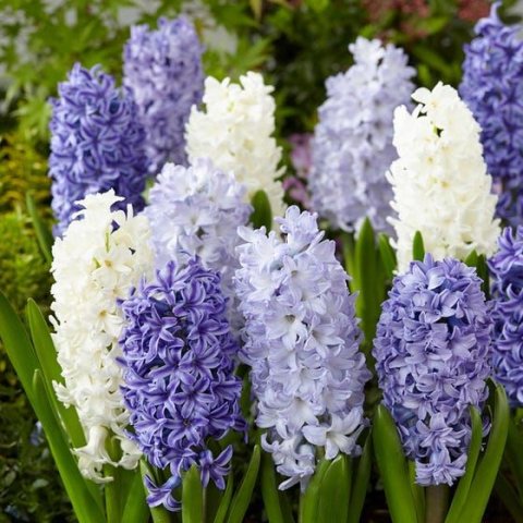 Hyacinth ดอกไฮยาซินส์