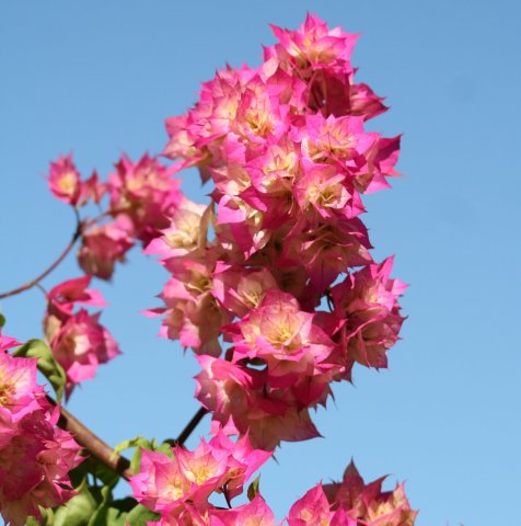 Bougainvillea alabra ดอกเฟื่องฟ้า