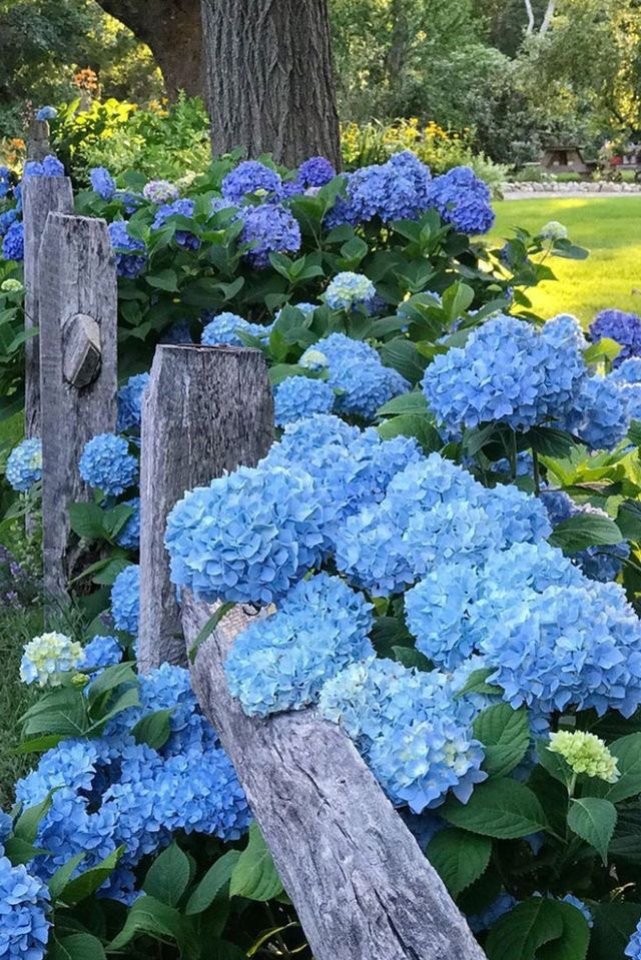 Blue hydrangea(ไฮเดรนเยียสีฟ้า)