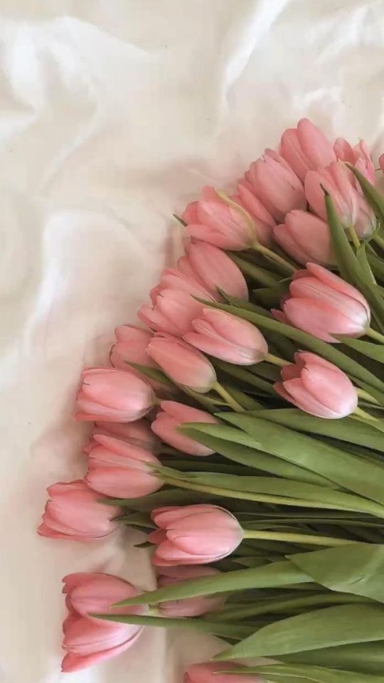 Pink tulips(ทิวลิปสีชมพู)