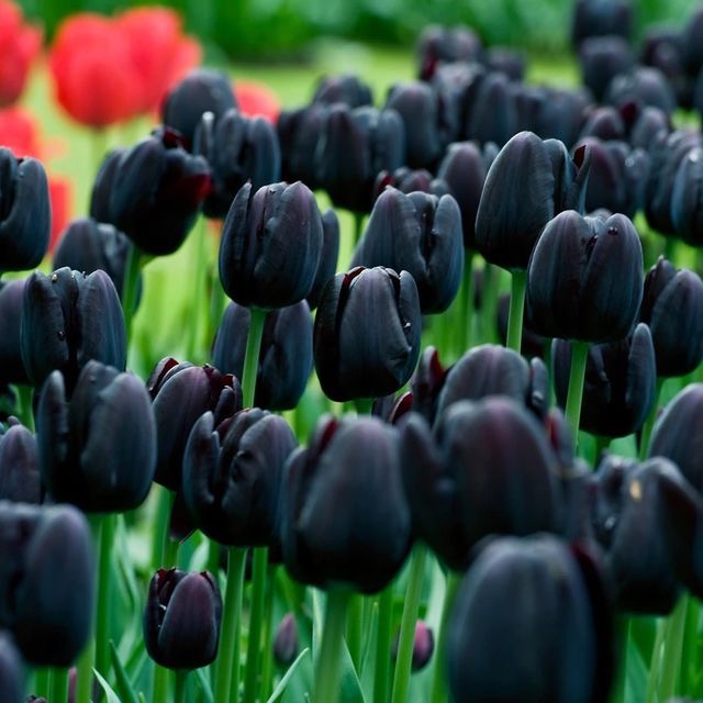 Black tulips(ทิวลิปสีดำ)