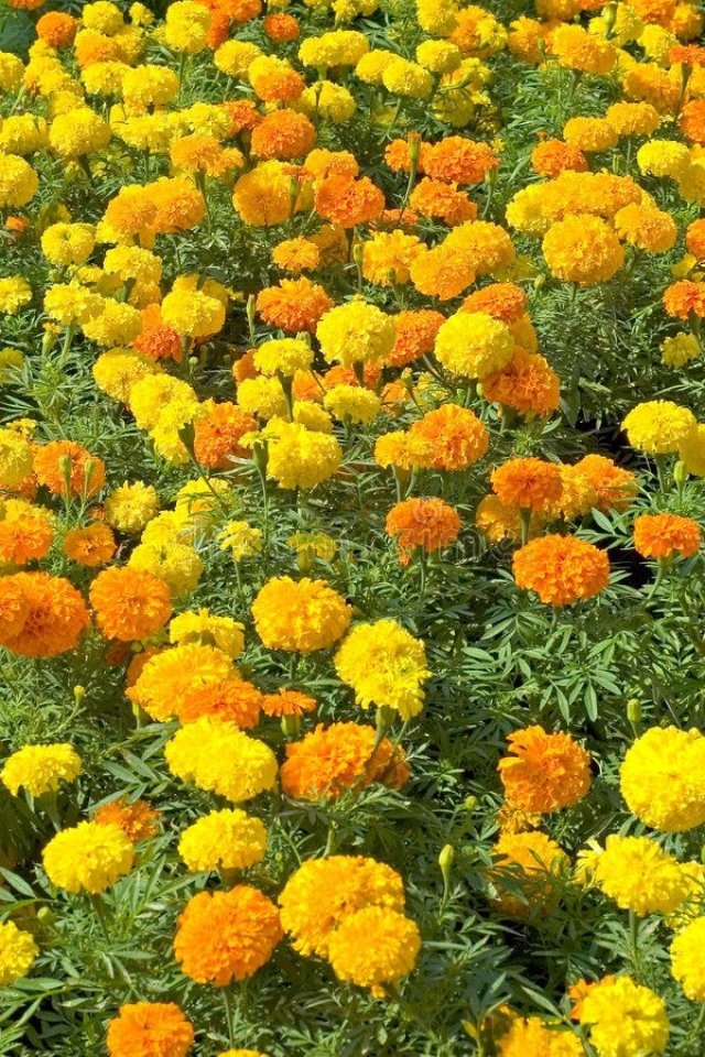 Marigold หรือดอกดาวเรือง