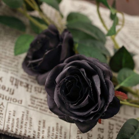 ดอกกุหลาบสีดำ
