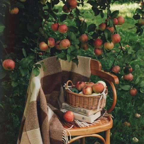 fruit picking