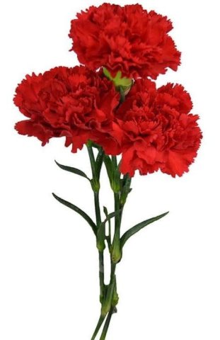 ดอกคาร์เนชั่นสีแดง=โปรดเห็นความรักของฉันด้วย