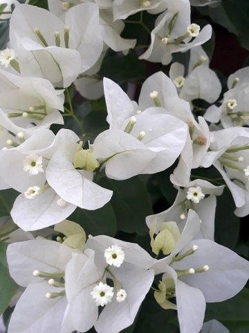 Bougainvillea (ดอกเฟื้องฟ้า)