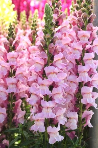 Snapdragon (ดอกลิ้นมังกร)