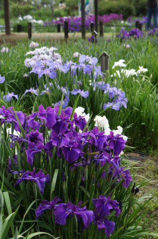 Iris (ดอกไอริส)