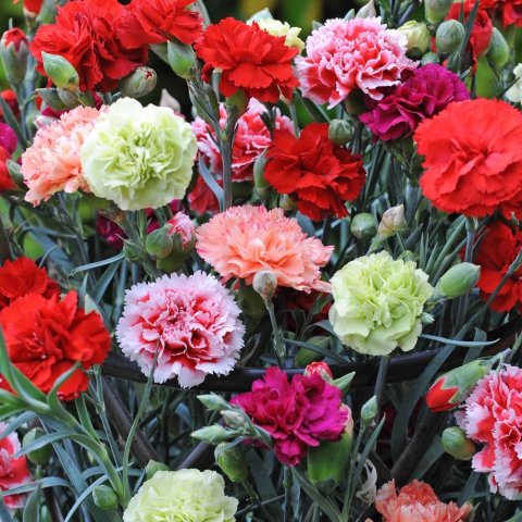Carnation (ดอกคาร์เนชั่น)