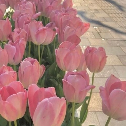 คณะสีชมพู tulip