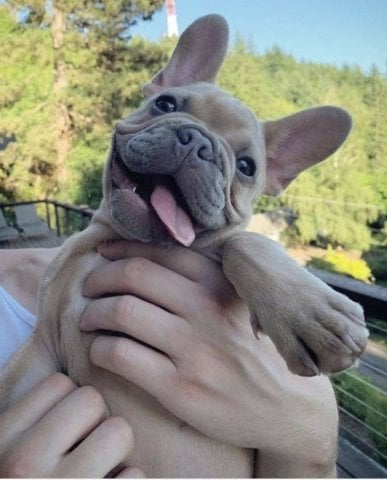 French bulldog