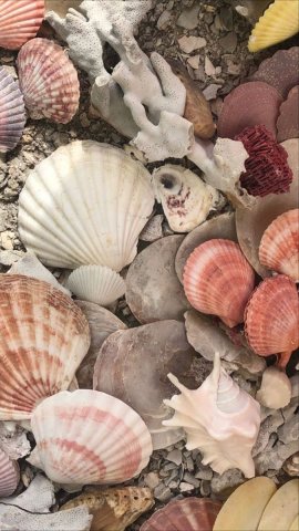 เก็บเปลือกหอย🐚 Cr.Pinterest