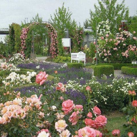 flower garden