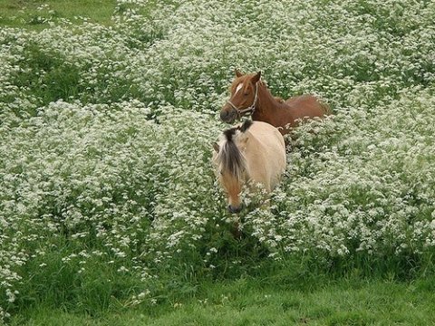 🐎🐎