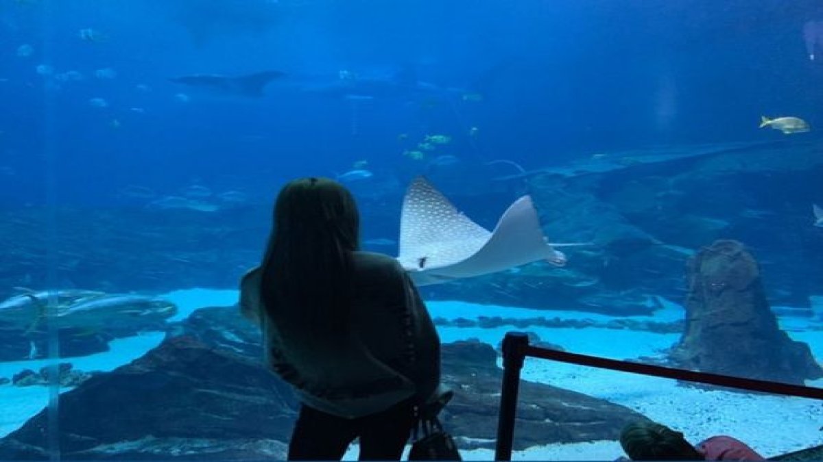 let's go to the aquarium⸝ 🐠