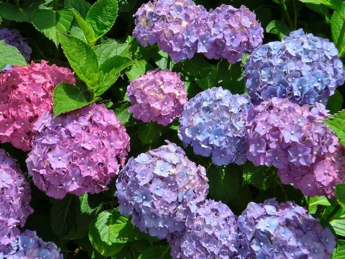 ดอกไฮเดรนเยียสีน้ำเงิน