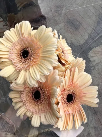 Gerbera