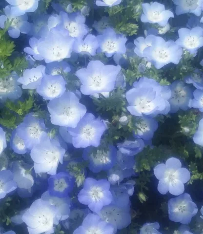 nemophila