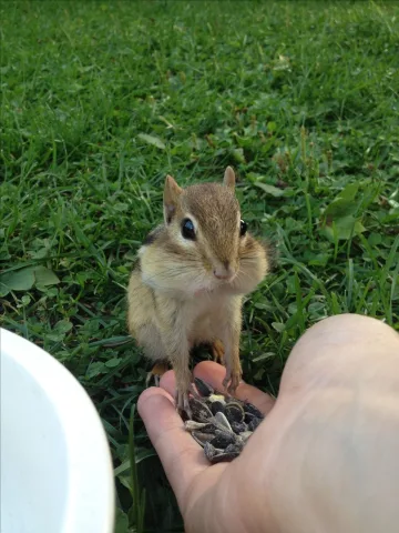 กระรอก (squirrel 🐿️)