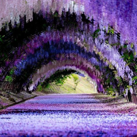 สวน Kawachi Fuji Garden เดินชมดอกไม้สวยๆ ท่ามกลาง อุโมงค์ดอกไม้ Wisteria นั่นเอง ที่นี่มีต้น Wisteria มากกว่า 150 ต้นและ 20 สายพันธุ์ บานสะพรั่งเต็มพื้นที่ 10,000 ตารางเมตร