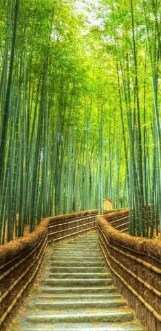 ป่าไผ่ Arashiyama Bamboo Forest เกียวโต เป็นอีกหนึ่งสถานที่ท่องเที่ยวที่นักท่องเที่ยวควรแวะมาเที่ยวสักครั้งหากได้มาญี่ปุ่น