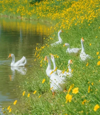 ฝูงน้องเป็ดน่ารักเวอร์ 🦢