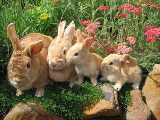 Let's get busy! What are you feeding the bunnies? 𐙚