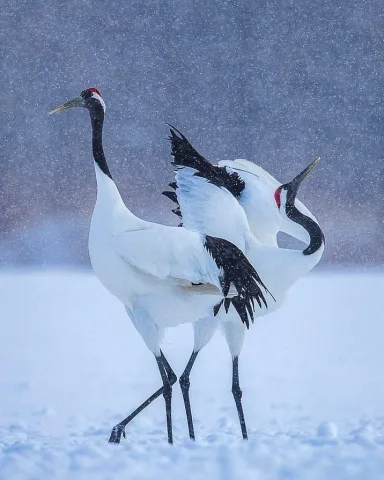 snow crane