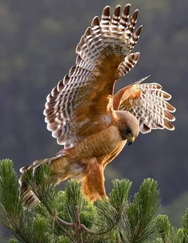 golden hawk