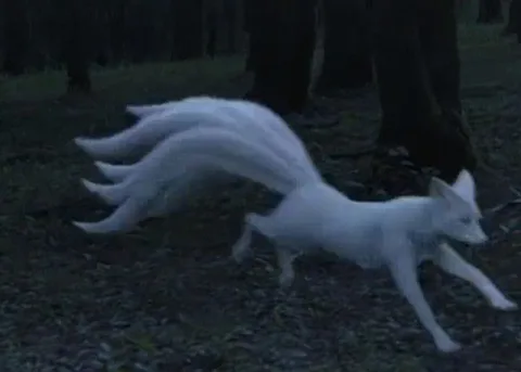 fox demon