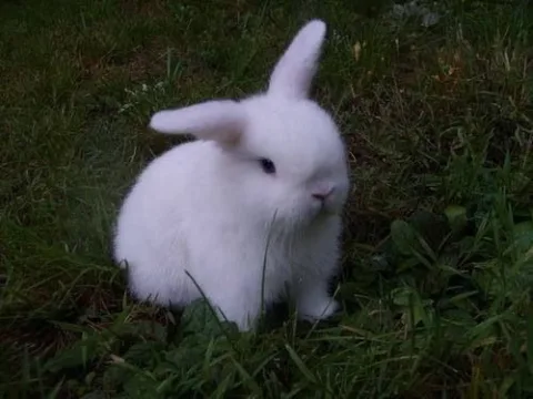 white rabbit