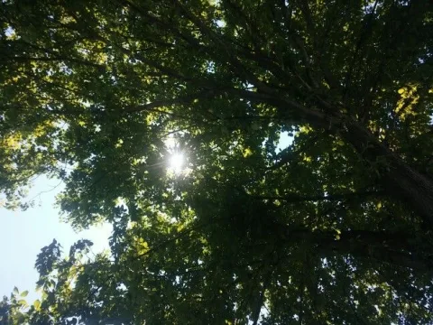 under the tree