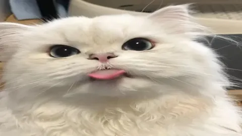เมื่อคุณเลี้ยงแมว