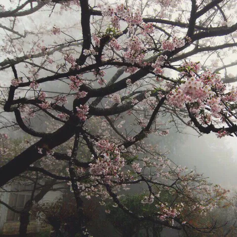 Japan during cherry blossom (ญี่ปุ่นช่วงซากุระ)