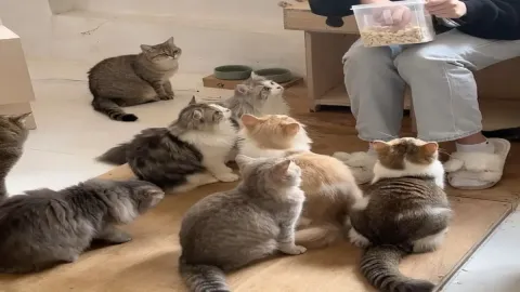 ถ้าฉันเปิดคาเฟ่สัตว์ คาเฟ่ฉันจะเป็นแบบไหน 🐶🐱