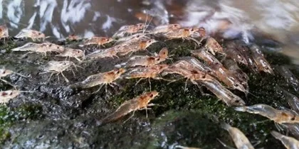 กุ้ง