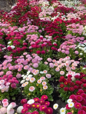 สวนดอกไม้ Flower garden