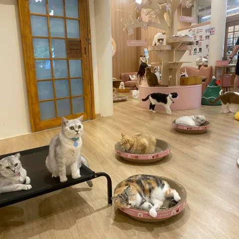 Cat Café 🐈