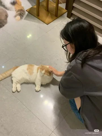Take care of your pet cat 🐈