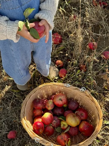 fruit picking