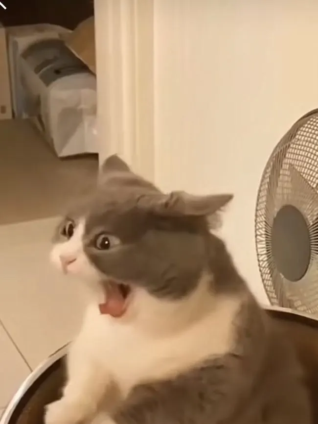 ถ้าคุณตื่นมาแล้วเจอตัวเองกลายเป็นหมูปิ้งเสียบไม้ คุณจะทำยังไง?