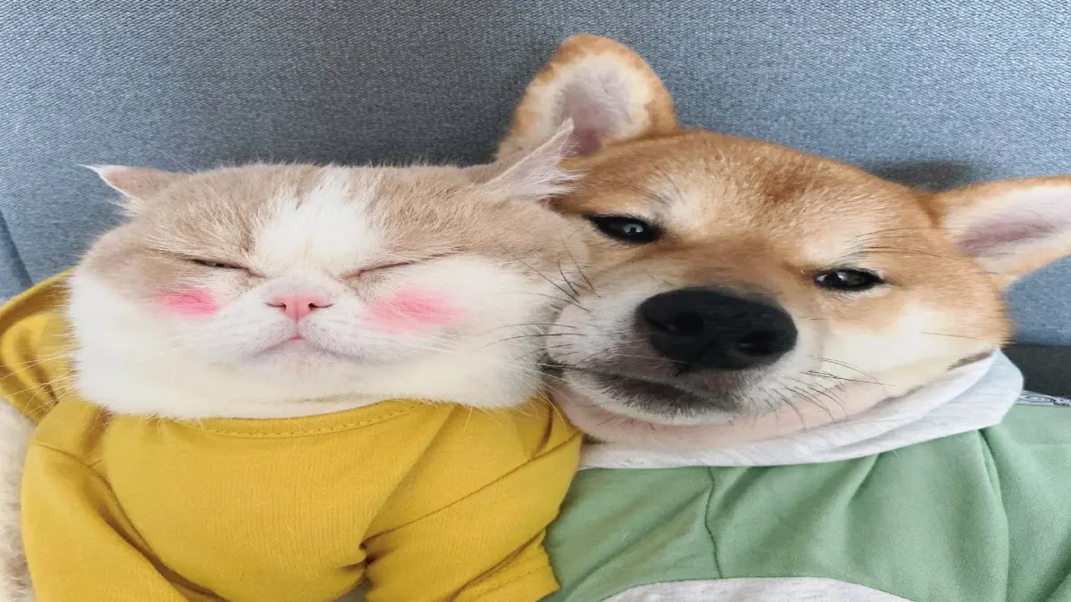 คุณเป็นไทป์หมาหรือไทป์แมว 🐶🐱