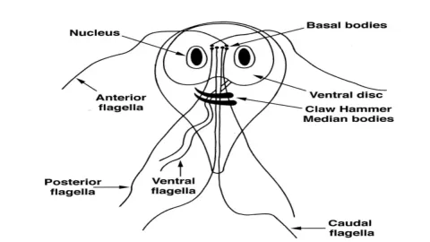 คุณเป็นเพศใดใน omegaverse