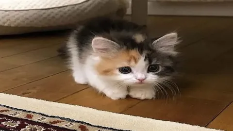 เมื่อคุณเกิดมาเป็นแมว💐🐈