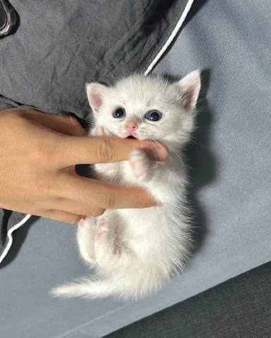 แมวสีขาว