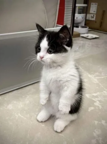 แมวลายวัว