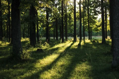 ป่าที่ไหนก็ไม่รู้