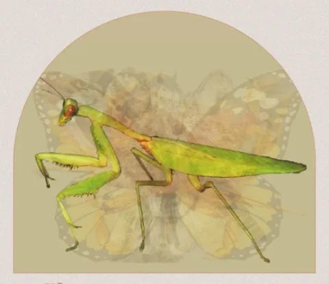 ตั๊กแตนตำข้าว