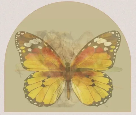 ผีเสื้อ