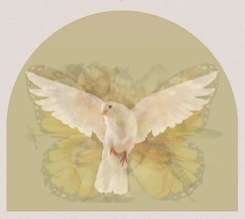 นกพิราบ